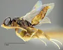Probethylus callani - photo 2