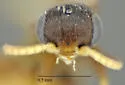 Probethylus callani - photo 3
