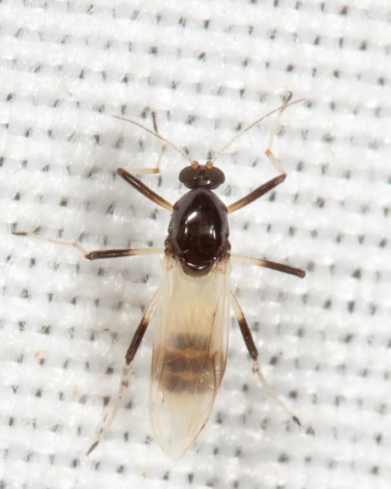 Probezzia albitibia