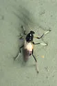 Probezzia infuscata