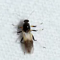 Probezzia infuscata - photo 2