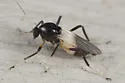 Probezzia infuscata - photo 3