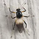 Probezzia infuscata - photo 4