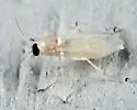 Probezzia pallida - photo 2