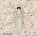 Probezzia pallida - photo 4