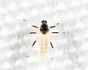 Probezzia sabroskyi