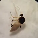 Probezzia seminigra