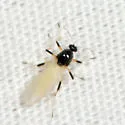 Probezzia xanthogaster