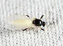 Probezzia xanthogaster - photo 2