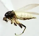 Probezzia xanthogaster - photo 3