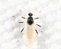 Probezzia xanthogaster - photo 4