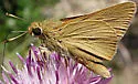Rare skipper - Hodges#4053