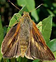 Rare skipper - Hodges#4053 - photo 2