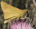 Rare skipper - Hodges#4053 - photo 3