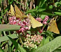 Rare skipper - Hodges#4053 - photo 4