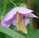 Rare skipper - Hodges#4053 - photo 5
