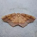 Probole nepiasaria - Hodges#6839