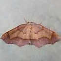 Probole nepiasaria - Hodges#6839 - photo 2