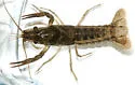 White River Crayfish