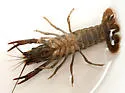 White River Crayfish - photo 2