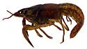 Florida Crayfish