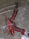 Red Swamp Crayfish