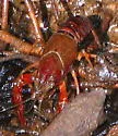 Red Swamp Crayfish - photo 2