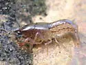 Red Swamp Crayfish - photo 3