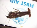 Red Swamp Crayfish - photo 4