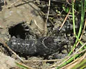 Slough Crayfish