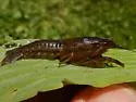 Slough Crayfish - photo 2