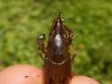 Slough Crayfish - photo 3