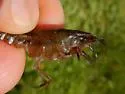Slough Crayfish - photo 4