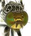 Procecidochares flavipes - photo 3