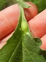 Procecidochares gibba