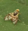 Procecidocharoides penelope