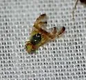Procecidocharoides penelope - photo 2