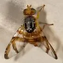 Procecidocharoides penelope - photo 3