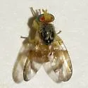 Procecidocharoides penelope - photo 4