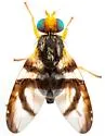 Procecidocharoides pullatus - photo 4