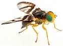 Procecidocharoides pullatus - photo 5