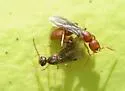 Proceratium chickasaw