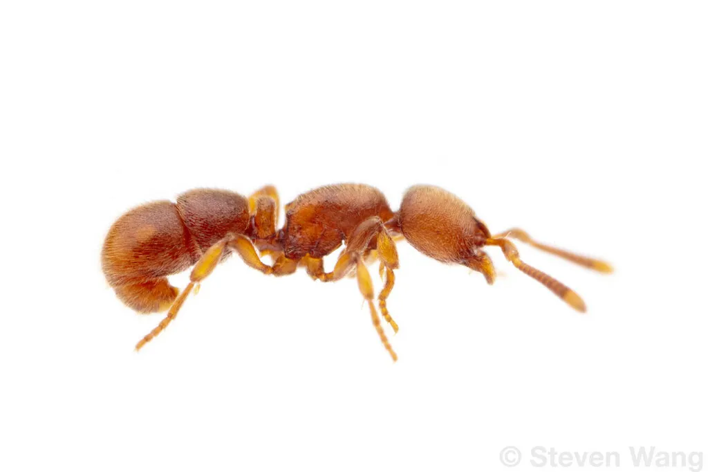 Proceratium crassicorne - photo 2