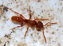 Proceratium pergandei