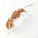 Proceratium pergandei - photo 2