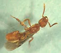 Proceratium pergandei - photo 5