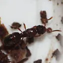 Proceratium silaceum