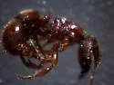 Proceratium silaceum - photo 2