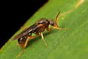 Proceratium silaceum - photo 3