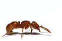 Proceratium silaceum - photo 4